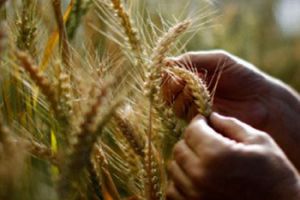 حملة حصاد كبرى شملت 101  الف دونم لمحصولي الحنطة والشعير في واسط