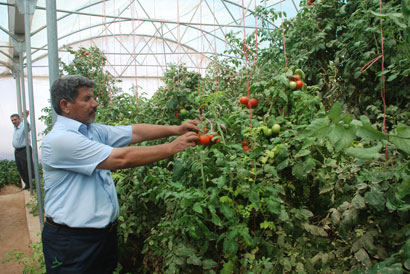 في كربلاء مدينة الإمام الحسين (عليه السلام) اكبر مدينة زراعية  في الفرات الأوسط