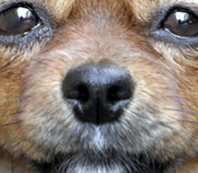 محكمة دينية يهودية في القدس تأمر برجم كلب حتى الموت