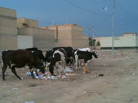 كربلاء:الرعي الجائر في منطقتي حي التحدي وحي الصمود