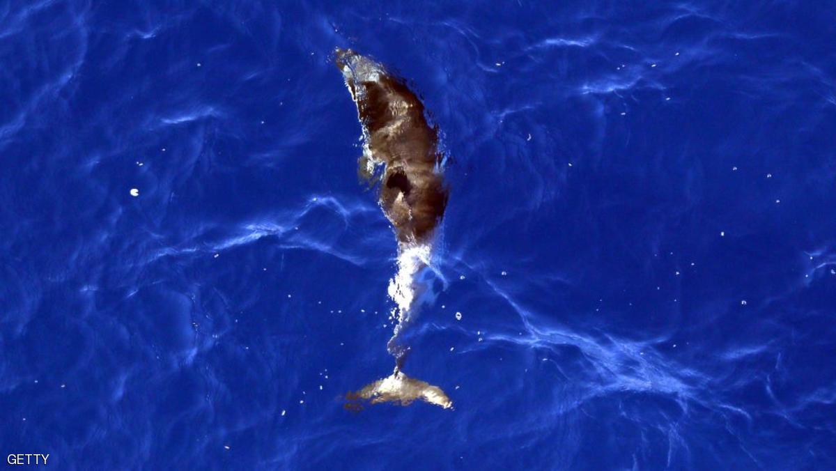 بسبب البحر المتوسط.. كائنات مهددة بالانقراض