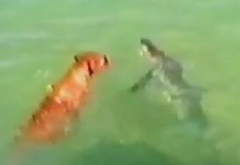 مقطع مصور يظهر كلبا يهاجم سمك قرش يجتذب ملايين المشاهدين