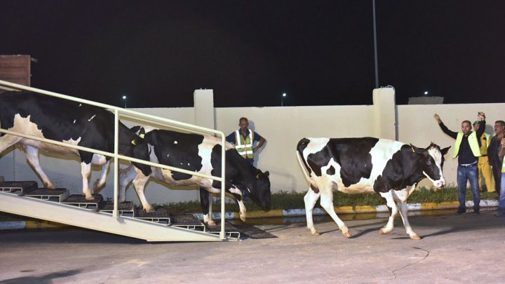استقدام أبقار مجرية إلى قطر لتغطية النقص في منتجات الحليب واللحوم