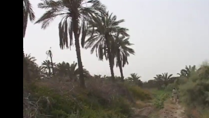 تراجع أعداد أشجار النخيل في العراق من 35 مليونا إلى النصف