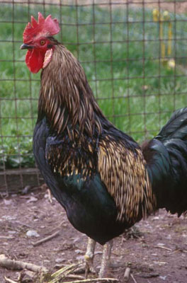 ديك يتسبب في نزاع وسط تلعفر