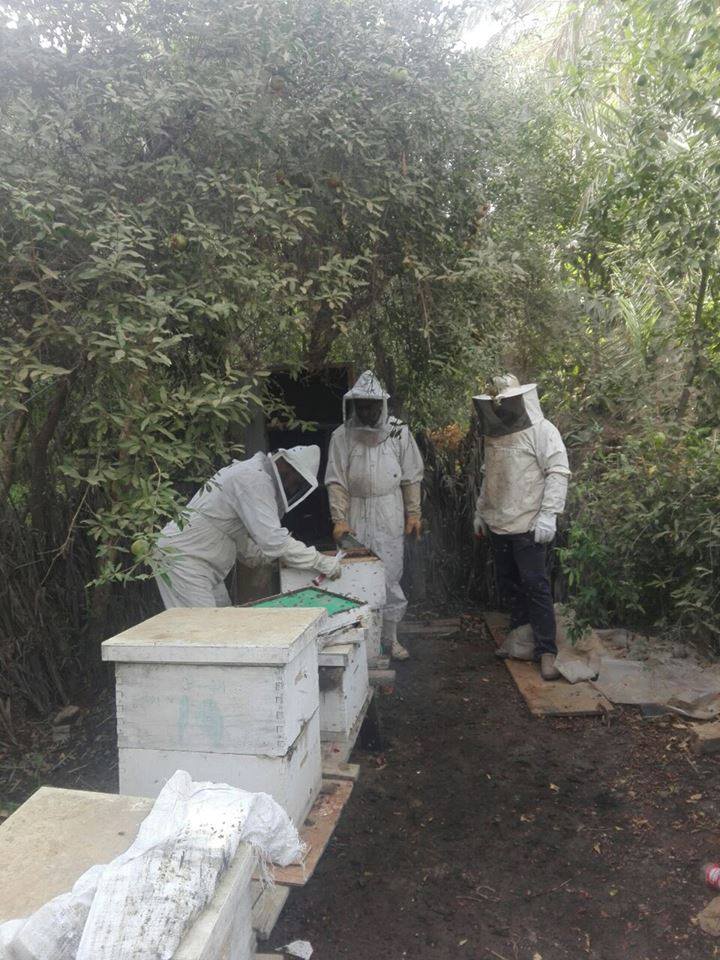 كربلاء تنتج (80) طن من العسل الطبيعي من المناحل الخاصة و (402) علبة عسل من منحل حكومي واحد (مصور)