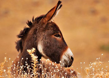 القضاء العراقي يحيل صبيين إلى محكمة الأحداث بجريمة تعذيب وقتل وتصوير حمار