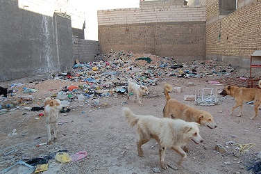 حملة موسعة للقضاء على الكلاب السائبة في كربلاء المقدسة