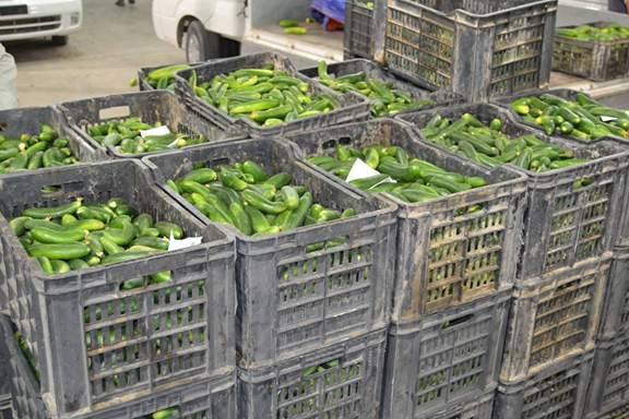 فلاحو كربلاء يطالبون بمنع استيراد محصول الخيار