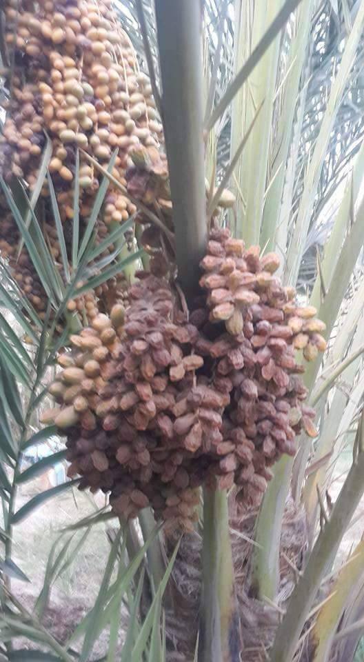 فلاحو  كربلاء يطالبون بحملة جوية لمكافحة حشرة عنكبوت الغبار على النخيل