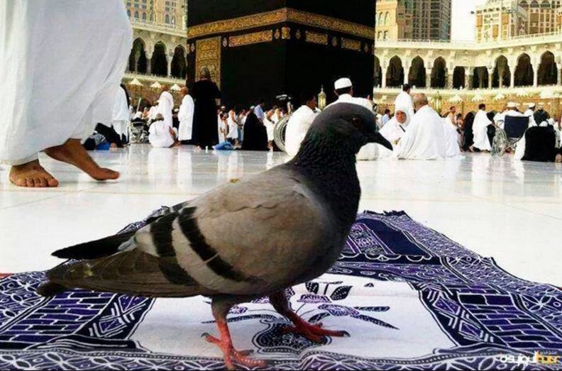 الحمام المكي يحرص على طهارة الكعبة ولا يعشش فوقها