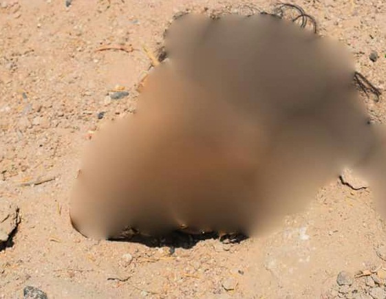 العثور على جمجمة فتاة بعد ان نبشتها الكلاب السائبة بمنطقة حقل صبة جنوب ذي قار