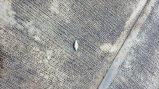 بالفيديو.. السماء تمطر سمكا في المكسيك