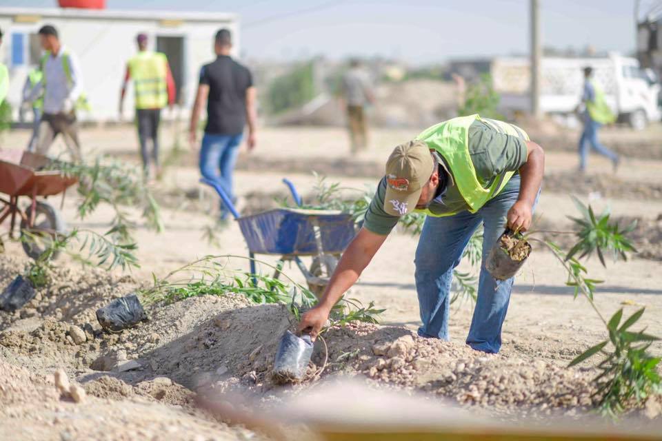 بالصور..  امانة بغداد تعلن عن تنفيذ غابة من الاشجار المعمرة في مدخل بغداد الجنوبي