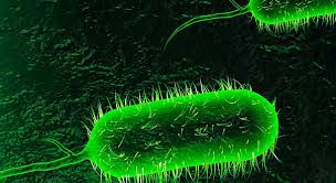 تسجيل 9 حالة مؤكدة بوباء الكوليرا في النجف