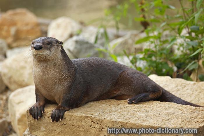 عصابات تقتل أندر حيوان يعيش في أهوار الناصرية