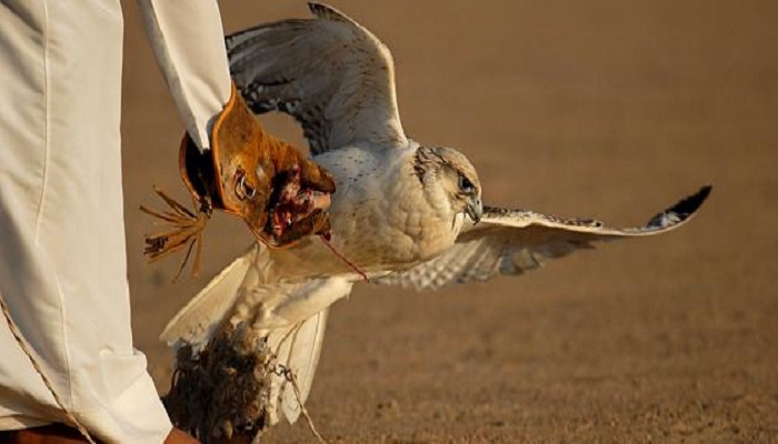 عمليات الرافدين : إلقاء القبض على 13 صياداً في بادية السماوة بينهم كويتيين