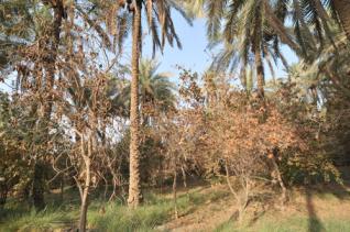 الخنازير البرية تهاجم بساتين كربلاء وتثير الهلع بين الاهالي