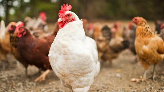 العراق يحظر استيراد الدواجن من بلغاريا ودومينيكا