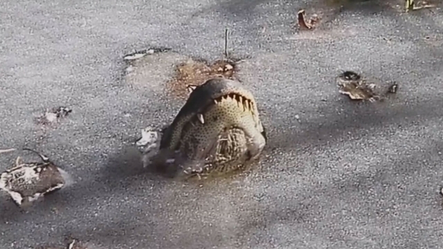 شاهد.. كيف تتعامل التماسيح مع "قنبلة الطقس"؟