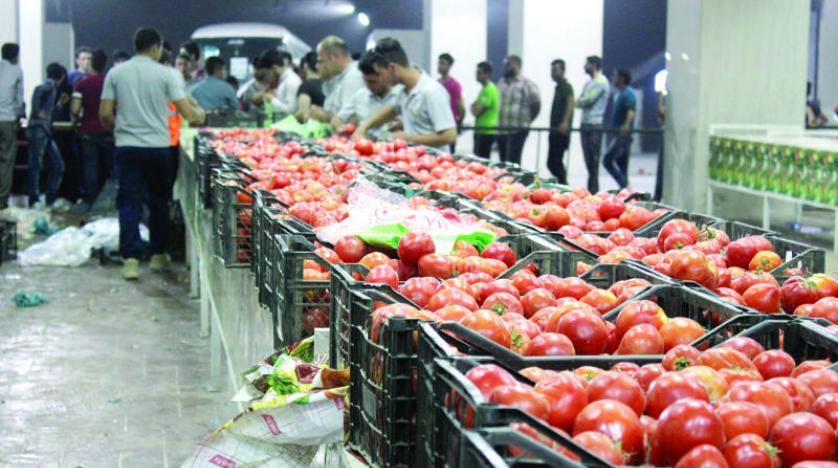 وزارة الزراعة تمنع استيراد محصول الطماطه من دول الجوار لوفرة المنتج المحلي اعتبارا من منتصف الشهر الجاري