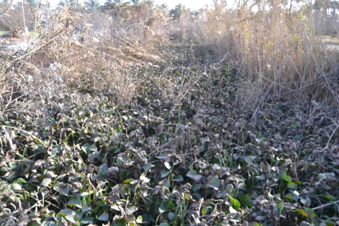 نبات زهرة النيل تغزو كربلاء