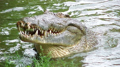 تمساح يهرب من حديقة الحيوانات ويتمركز في احد انهر الديوانية