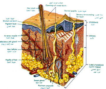 التوصل الى خلايا جذعية جنينية دون استخدام اجنة