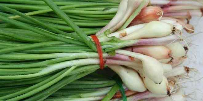 البصل يقاوم السرطان… ويجدد خلايا الدماغ!