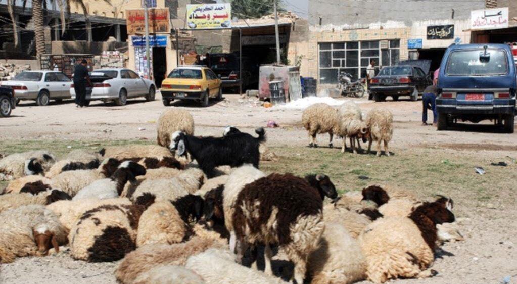 ذي قار: وسط صمت البلدية ، انتشار ظاهرة ايواء الحيوانات، ورعيها في المدينة