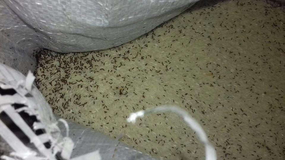 بالصور:اتلاف ( 60 ) طن من مادة الرز لعدم صلاحيته للإستهلاك البشري في كربلاء