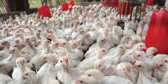 العراق يحظر استيراد الدواجن والبيض والطيور بأنواعها من 35 دولة