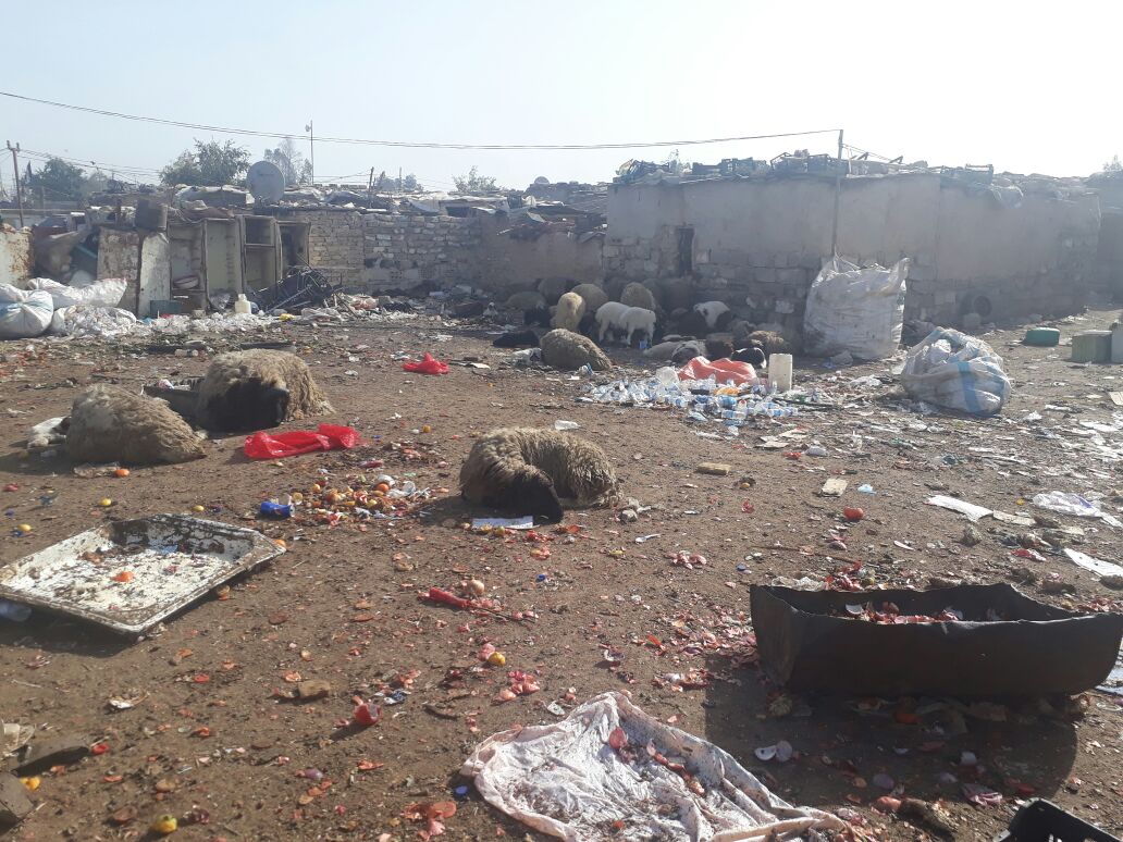 البلدية تنظم حملة عمل كبرى لإزالة حضائر الحيوانات القريبة من ملعب كربلاء الدولي