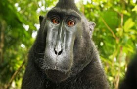 قرد يسرق كاميرا من مصور فوتوغرافي ويلتقط صوراً لنفسه