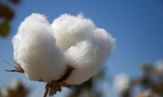 الاحصاء الزراعي: انتاج القطن في العراق بلغ 84 طنا في عام 2017