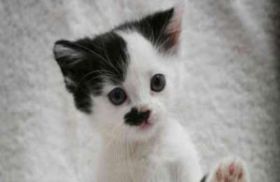 صحيفة بريطانية: العثور على قطة شبيهة بهتلر