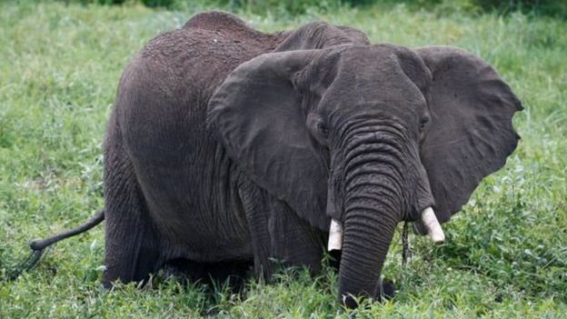 الحيوانات المحبوبة أكثر عرضة لخطر الإنقراض