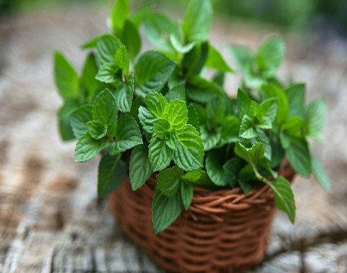 النعناع يعالج مشاكل الهضم