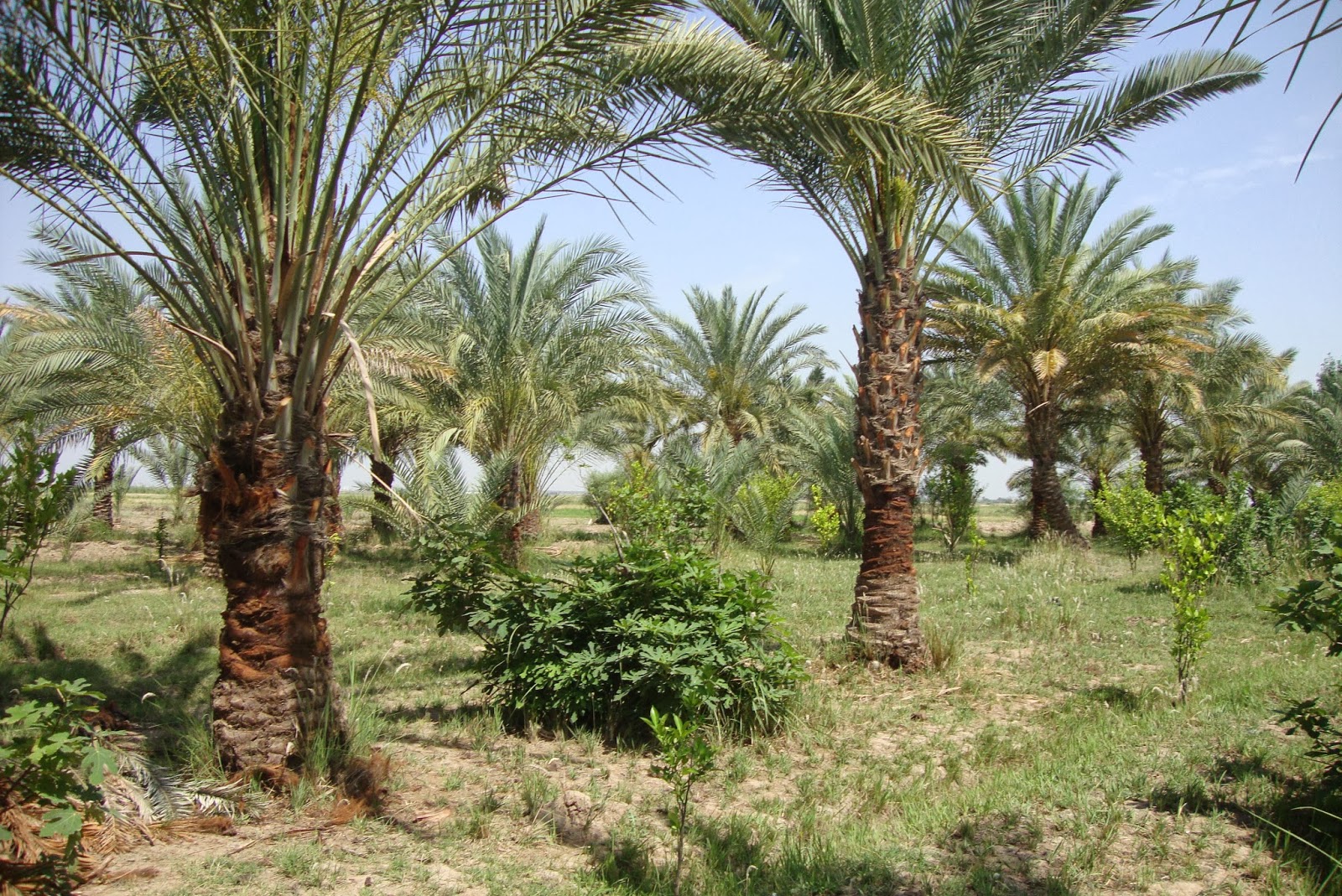 كويتي يعود للعراق بمزرعة للتمور بعد 28 عاماً من الغياب