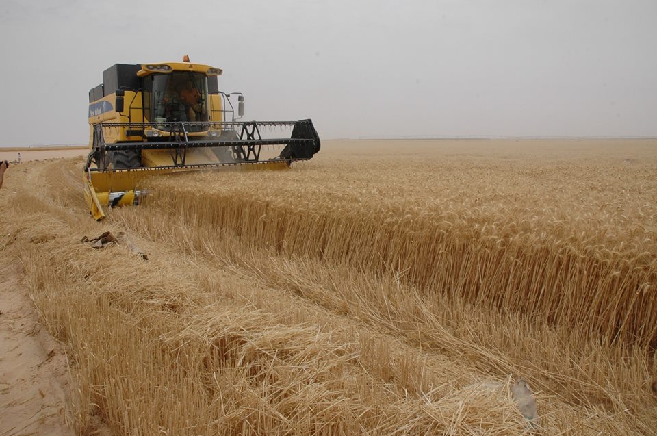 كربلاء تسوق اكثر من 21 الف طن من الحنطة والشعير