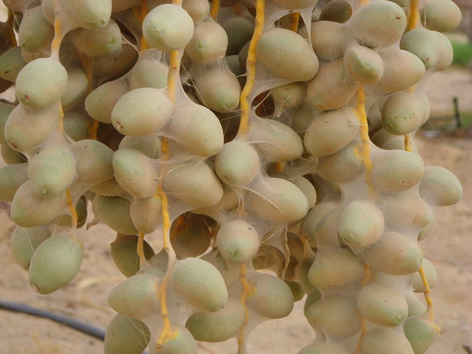 كربلاء: حملة مجانية لمكافحة عنكبوت الغبار على اشجار النخيل