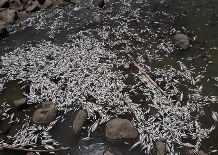 بالصور.. نفوق الاف الاسماك بعد قطع ايران لمجرى نهر الزاب في العراق