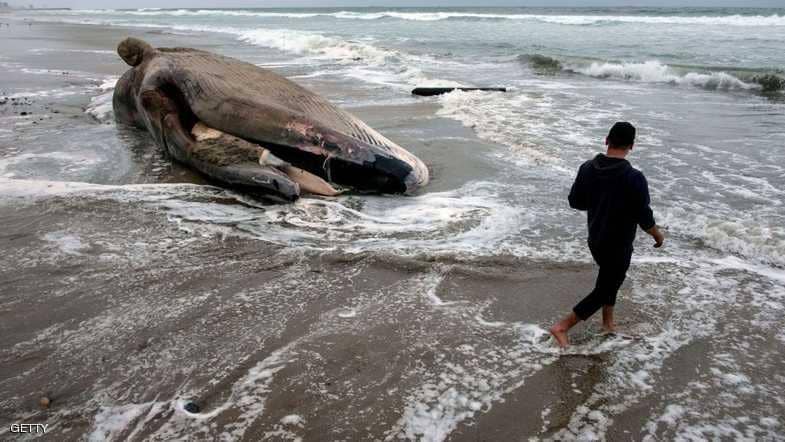 مأساة حوت قتله "البلاستيك"