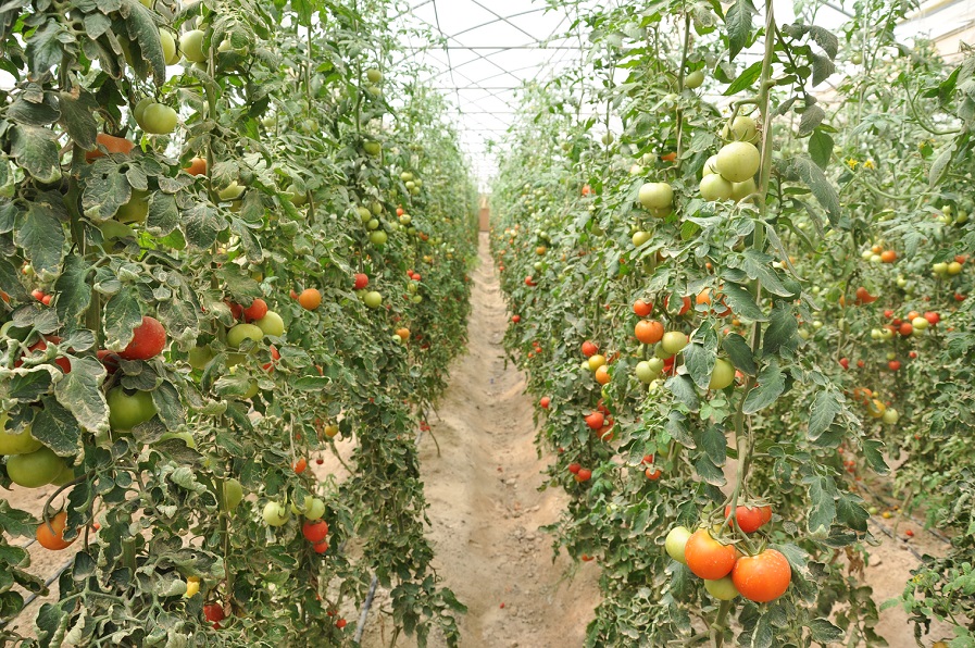 العراق يؤكد الارتفاع بنسب انتاج الطماطة مع الاستمرار بمنع الاستيراد