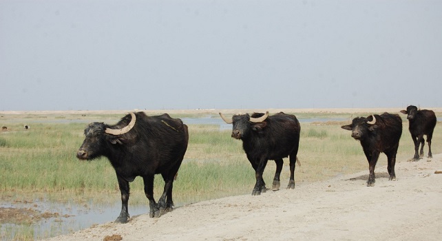 هلاك 55 "جاموسة" بسبب شح المياه جنوبي ذي قار