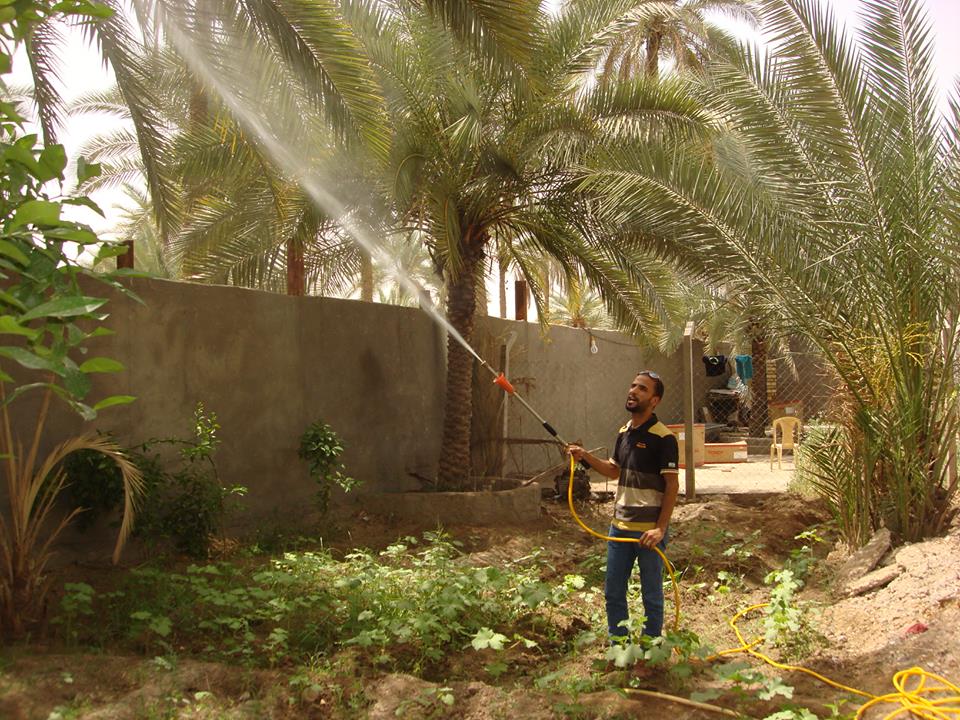 زراعة كربلاء : مكافحة 3200 دونم من بساتين النخيل ضد عنكبوت الغبار