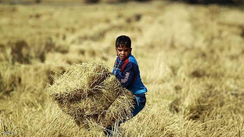 العراق يحظر زراعة الأرز.. لهذا السبب