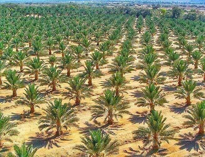 بالصور:مشروع للعتبة الحسينية يعيد الحياة للنخيل العراقية ويقضي على التصحر