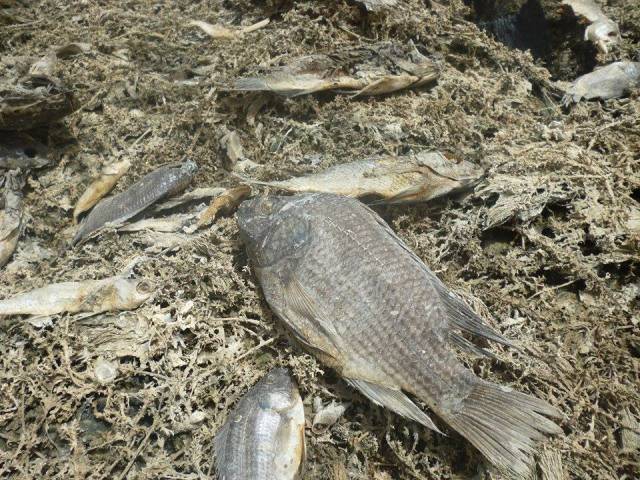 ذي قار تؤكد نفوق أعداد كبيرة من الأسماك والمواشي بسبب شح المياه