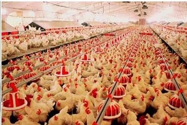 اكثر من سبعة ملايين بيضة و1249 طن من لحوم الدجاج في كربلاء